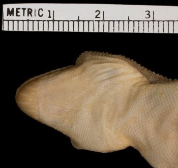 Media type: image;   Herpetology R-50469